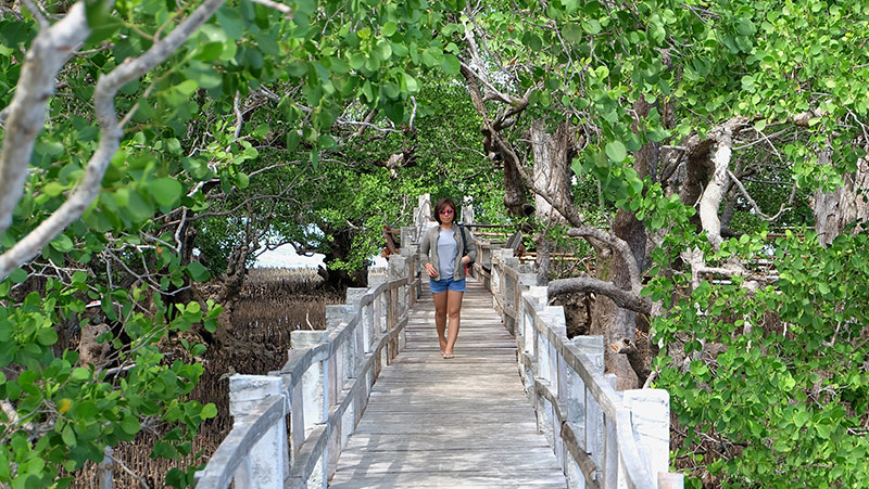 Katunggan mangrove park
