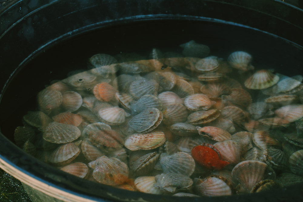 Isla Gigantes Rock scallops