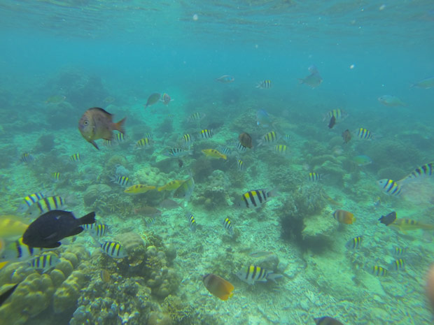 Snorkeling