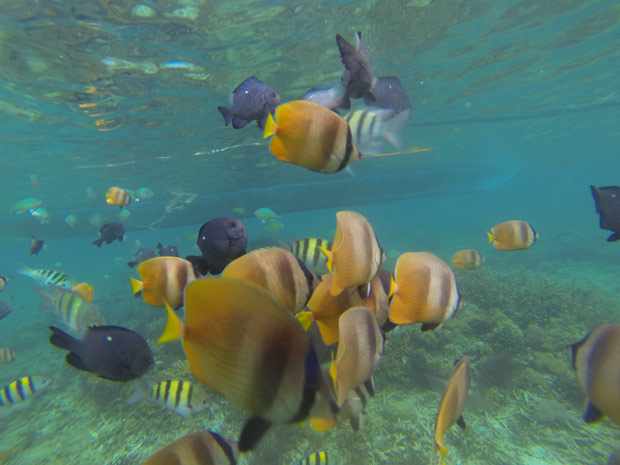 Snorkeling