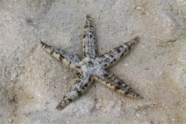 Starfish