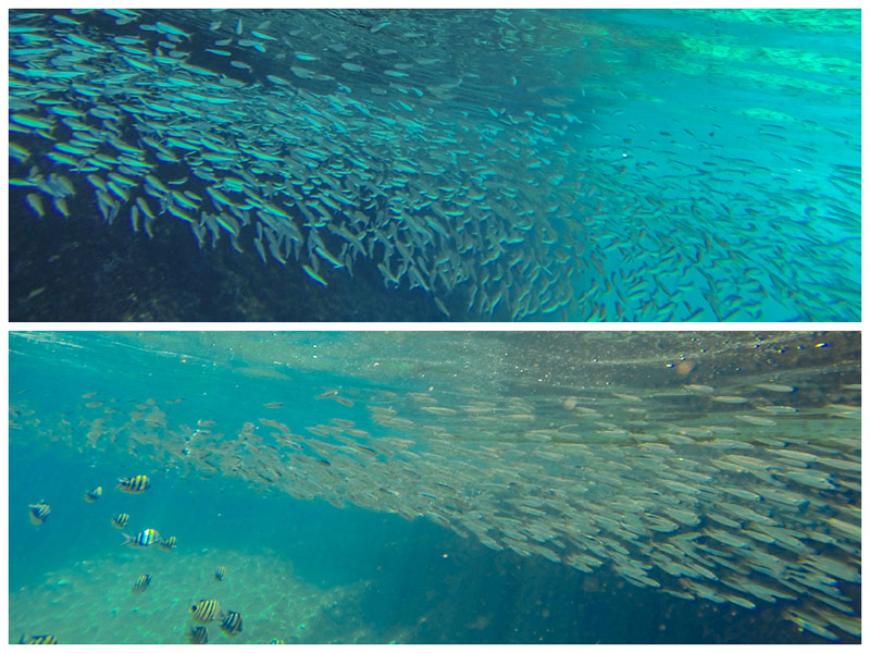 School of fish at Secret Beach