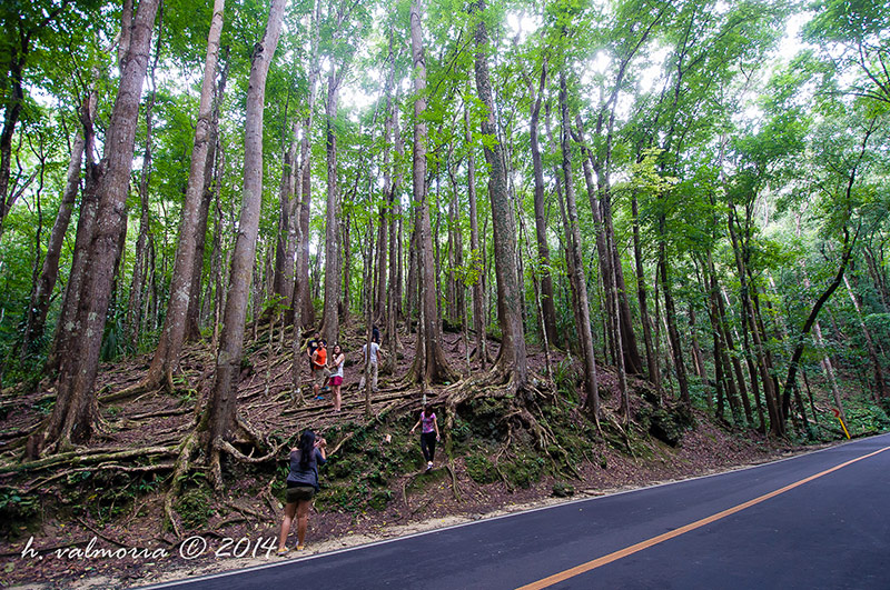 Bilar man-made forest