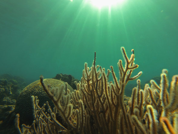 GoPro Underwater Pic