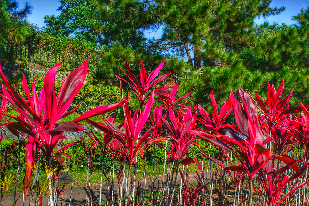 Ayala Heights flora