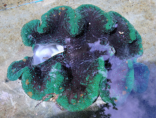 Camiguin clam sanctuary