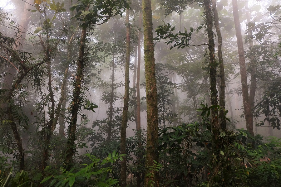 Trees in Mount Ilihan Camiguin