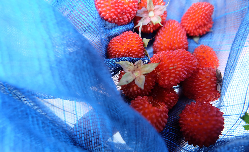 Camiguin berries