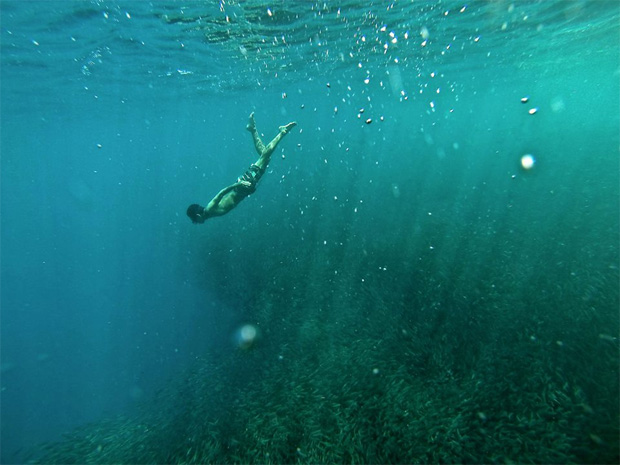 Swimming with sardines