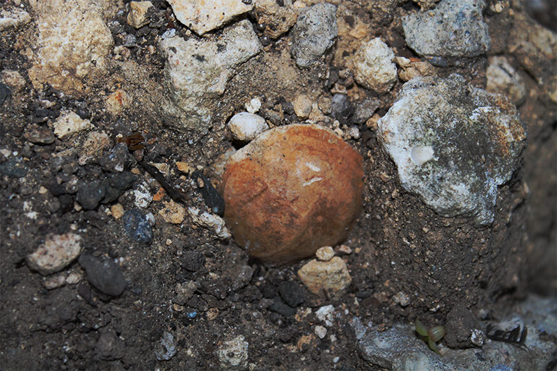 Clam fossils in dirt