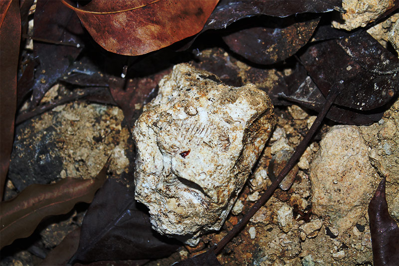 Shell fossils in a piece of rock