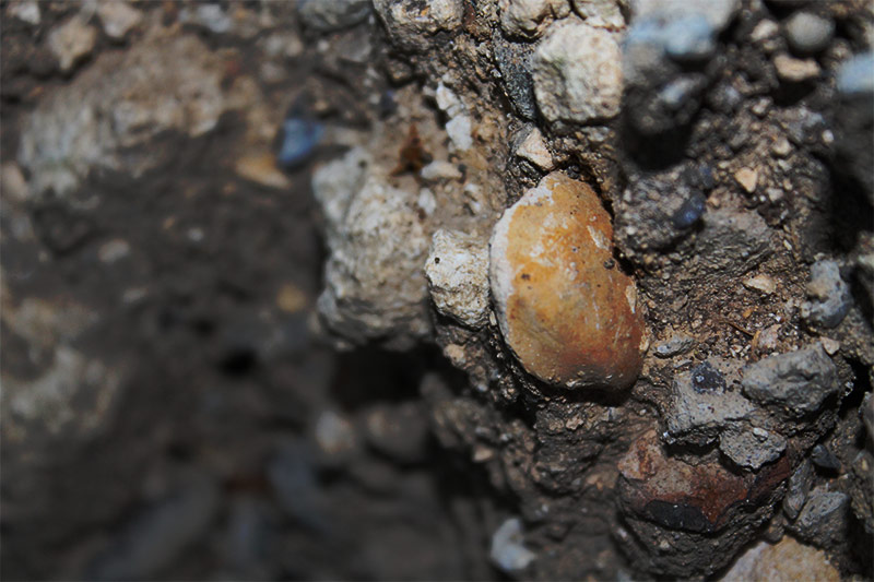 Clam fossil in dirt