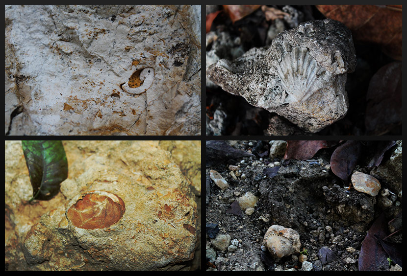 Fossils in Cebu